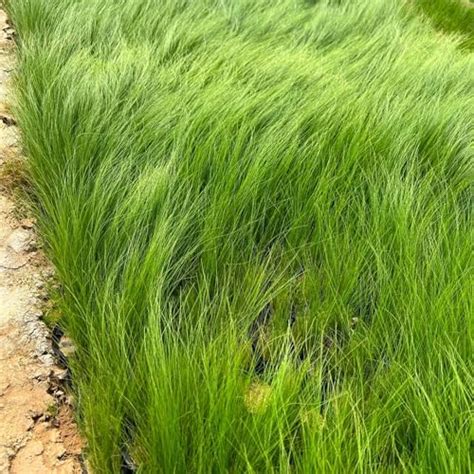 10 x Festuca gautieri Ziergras Gräser Stauden Ziergräser