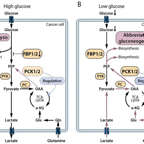 Gluconeogenesis Pathway Structures