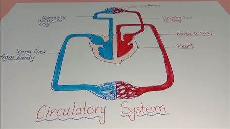 How To Draw Circulatory System Circulatory System Drawing Step By