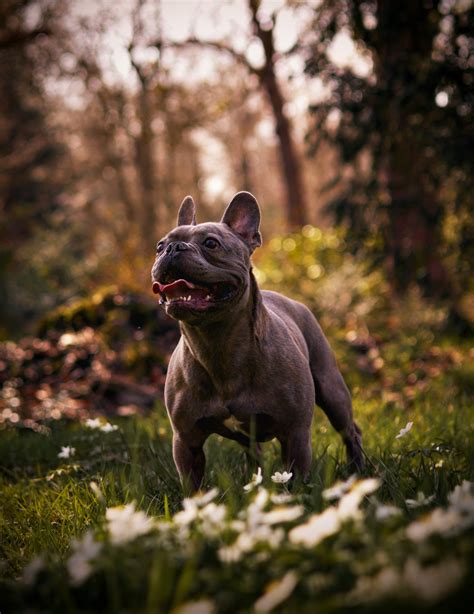 Exotic Bully: The Unique and Fascinating Breed