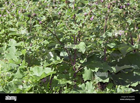 Greater Burdock Arctium Lappa Stock Photo Alamy