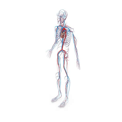 Male Circulatory System PNG Images & PSDs for Download | PixelSquid - S105987101