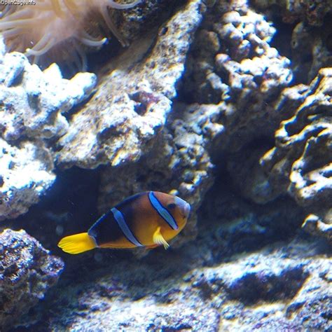 Amphiprion Clarkii Bennett 1830