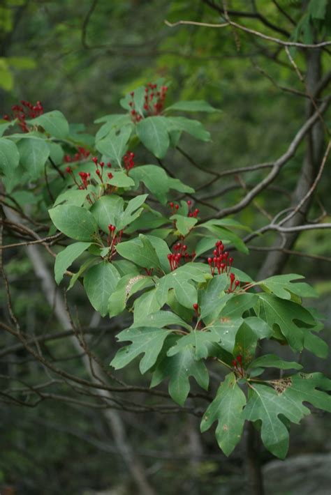 Sassafras A Field Guide To Camp Currier · Inaturalist