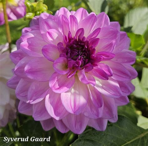 Dahlia Mediterranée Nyhet 2024 Syverud Gaard