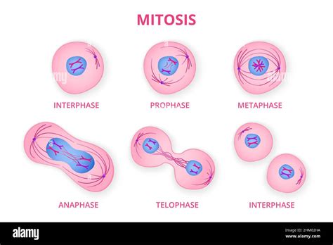 Anaphase Of Mitosis Hi Res Stock Photography And Images Alamy