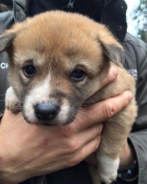 Five Adorable Dingo Pups Are the Fluffy New Additions to Australia's Wildlife Park