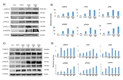 Western Blotting Shows That Phosphorylated Proteins Identified From