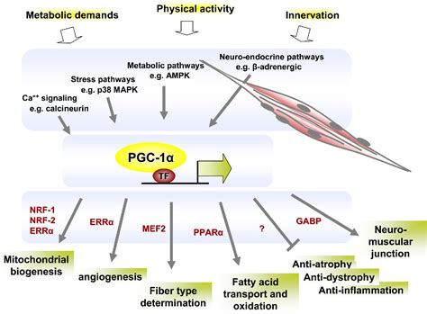 PGC 1 Coactivators And Skeletal Muscle Adaptations In Health And