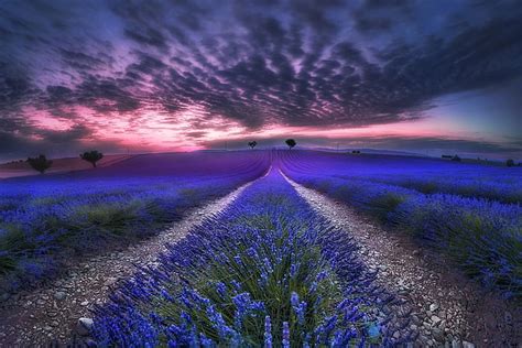 Flores Lavanda Flor Azul Nube Campo Naturaleza Puesta De Sol