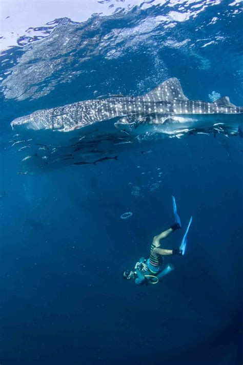 Curso Open Water Buceo En Kon Tao Ihasia Diving Kohtao