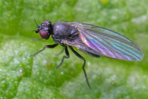 Diptera Info Discussion Forum Agromyzidae Phytomyza Id Impossible