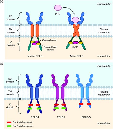 Prolactin Structure