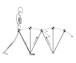 Lecture 2 Biomechanics Of Normal Gait Flashcards Quizlet