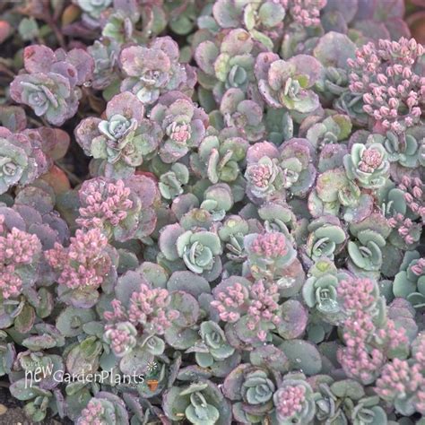 Sedum Cauticola Stonecrop New Garden Plants