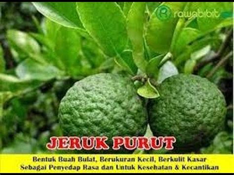 Jeruk Purut Jenis Dan Manfaat Jeruk Purut Untuk Kesehatan YouTube