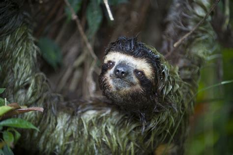 Sloth Deformities A Genetic Study The Sloth Conservation Foundation