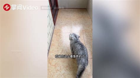 猫咪示意主人要出去，开后门着急忙慌跑下楼，主人跟上后秒懂新浪新闻