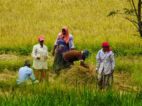 Paddy harvesting 4 – Sri Lanka Travel Blog