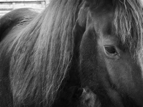 Friesian Horse Close Up Free Photo Download Freeimages