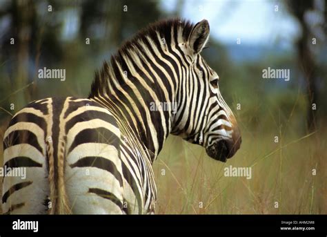 Burchells zebra Stock Photo - Alamy