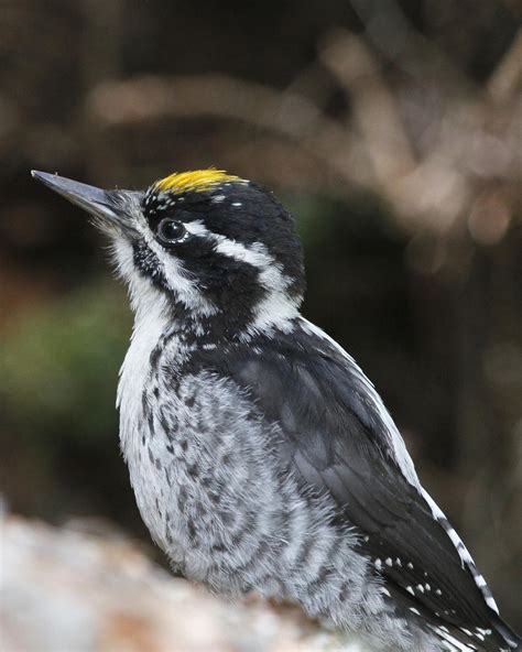 BirdsEye Photography: Review Photos