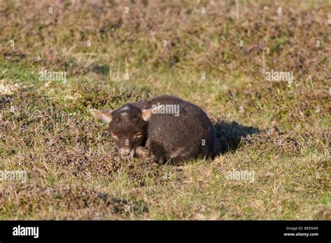 Black Lamb Resting On Fair Isle In Shetland Stock Photo Alamy