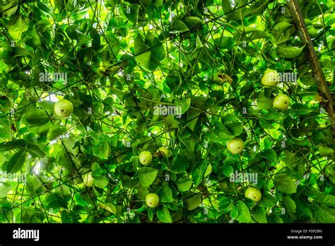 Sri Lanka Lunch Stock Photo Alamy