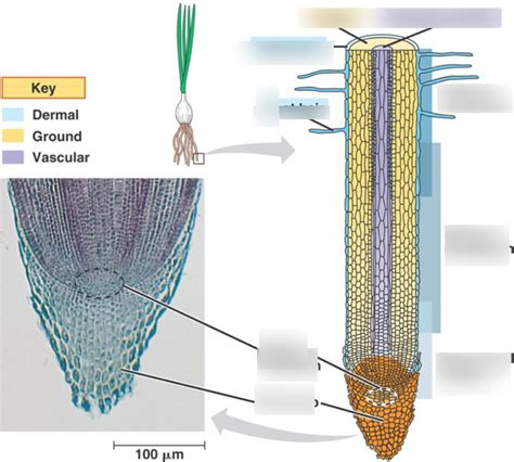 Plant Anatomy Of Root Secondary Growth Diagram Quizlet