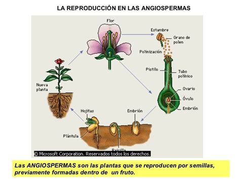 La Reproduccion De Los Vegetales