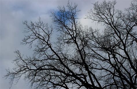 Intertwined Branches Of An Old Naked Branched Tree Under Gray Clouds In