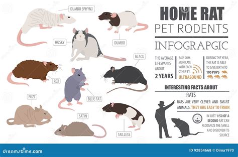 Rat Breeds Infographic Template, Icon Set Flat Style Isolated. P Stock Vector - Illustration of ...