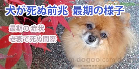 √完了しました！ 犬 食欲がない 寝てばかり 227384 犬 食欲がない 寝てばかり