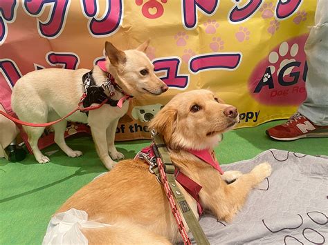 パナソニック保護犬猫譲渡会報告② アンジェラ編 オバチャンちに来るかい？【アグリドッグレスキュー】