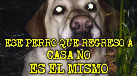 Hora De Historias Con Perros Actuando Como Humanos Youtube