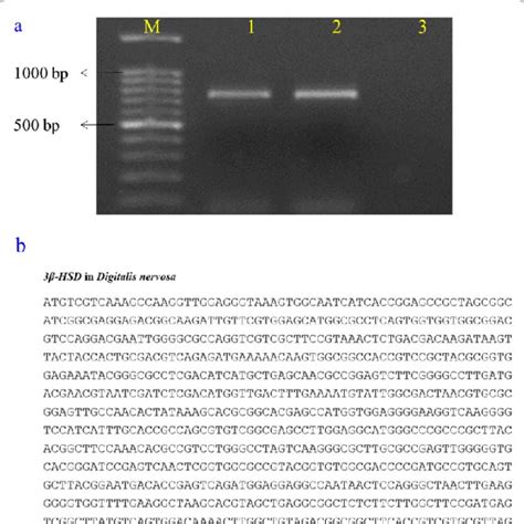 A Agarose Gel Electrophoresis Of Pcr Amplified Products Using