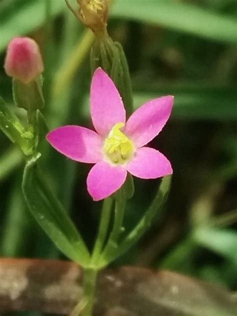 Pin Von Juliane Lechner Auf Blumen