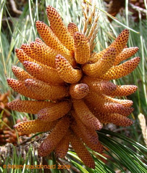 Plantfiles Pictures Pinus Species Jelicote Pine Mexican Weeping Pine