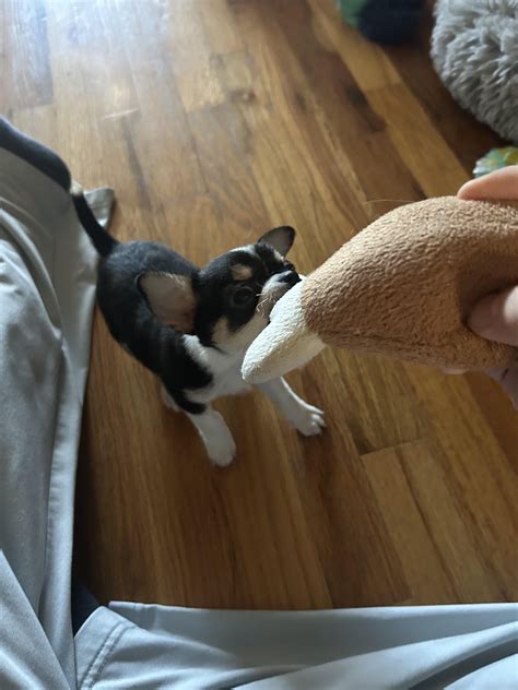 What's your favorite dog breed? : r/GenZ