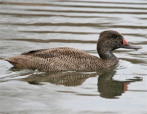 freckled duck