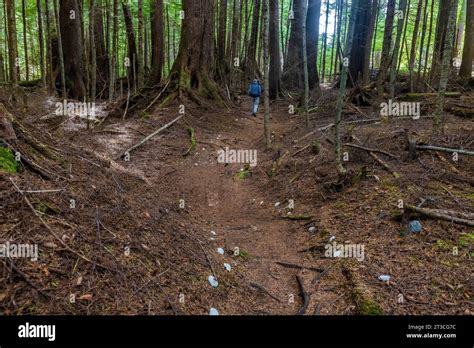 Shells Line The Trail To The Hotsprings In Gandll Kin Gwaayyaay Aka