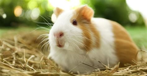 Guinea Pig Life Span | Guinea Pig Tips