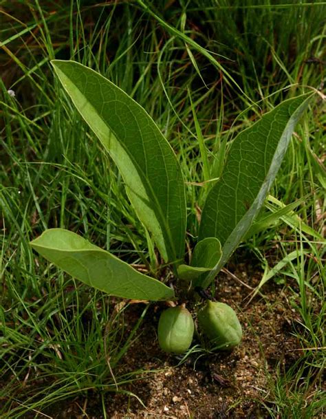 Flora Of Zimbabwe Species Information Individual Images Adenia Goetzei