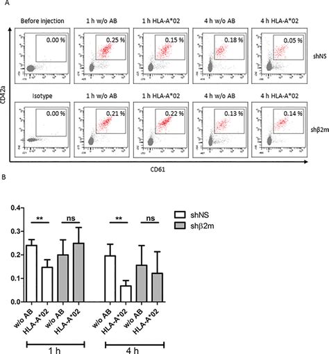 HLA Universal Megakaryocytes MKs Produce Platelets PLTs After