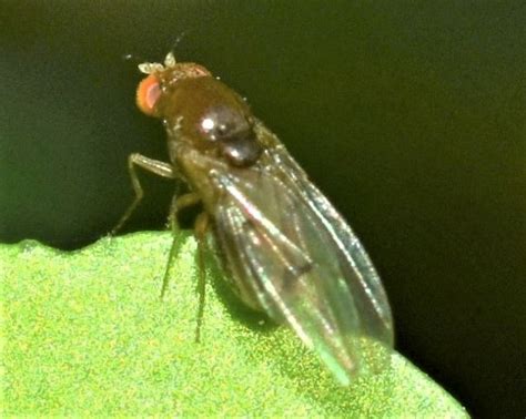 Diptera Info Discussion Forum Drosophilidae Id Please Drosophila