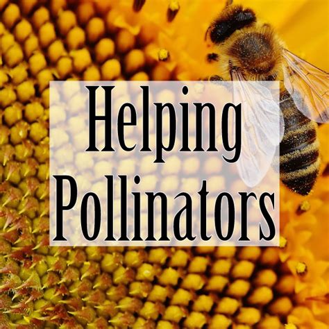 Helping Pollinators Resources For Green Living