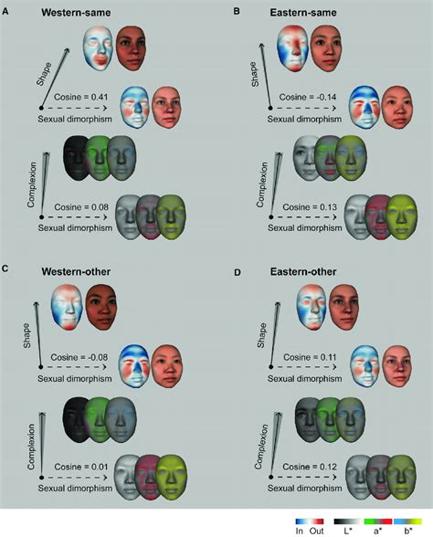 Facial Attractiveness And Sexual Dimorphism Are Represented With Download Scientific Diagram