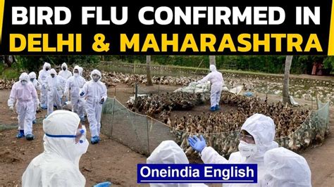 Explained What Is Culling And How India Is Taking Care Of Bird Flu Oneindia News