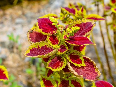 Coleus Plants Tips For Caring For Coleus