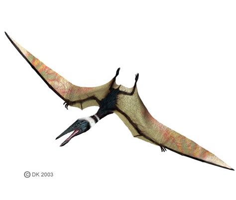 Pterodactylus Pictures & Facts - The Dinosaur Database